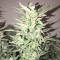 Yalova’da  Auto Bomb feminised Ganja Seeds kenevir tohumu