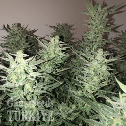 Auto Bomb feminised Ganja Seeds