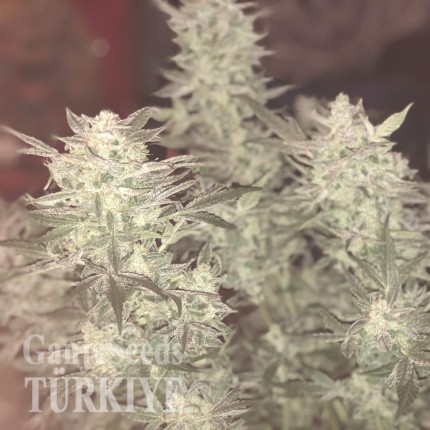 Auto Bomb feminised Ganja Seeds