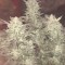 Auto Bomb feminised Ganja Seeds Otomatik çiçeklenen kenevir tohumları