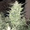 Auto Bomb feminised Ganja Seeds Orijinal ambalajda kenevir tohumları