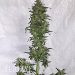 Auto Green Crack feminised Ganja Seeds