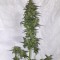 Auto Green Crack feminised Ganja Seeds