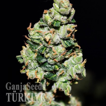 Auto Green Crack feminised Ganja Seeds