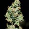 Auto Green Crack feminised Ganja Seeds