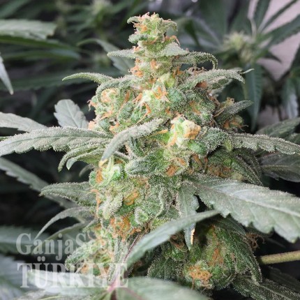 Auto Green Crack feminised Ganja Seeds