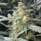 Auto Green Crack feminised Ganja Seeds