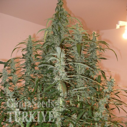 Auto Green Crack feminised Ganja Seeds