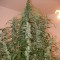 Auto Green Crack feminised Ganja Seeds