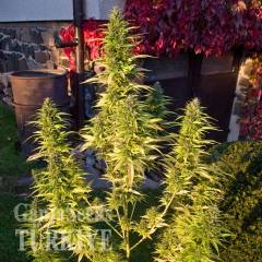 Auto Orange feminised Ganja Seeds