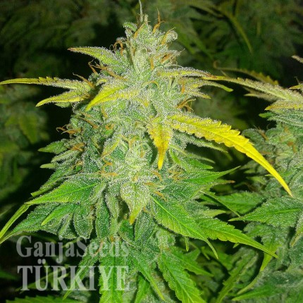 Auto Orange feminised Ganja Seeds