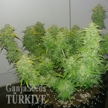 Auto Orange feminised Ganja Seeds