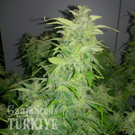 Auto Orange feminised Ganja Seeds