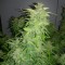 GanjaSeeds internet mağazasından kargo ile Auto Orange feminised Ganja Seeds