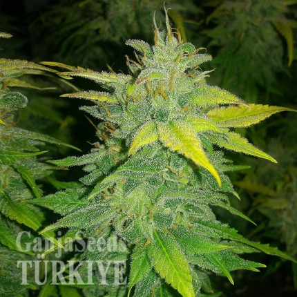 Auto Orange feminised Ganja Seeds