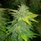 Auto Orange feminised Ganja Seeds Ucuz kenevir tohumu fiyatları