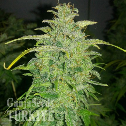 Auto Orange feminised Ganja Seeds