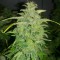 Auto Orange feminised Ganja Seeds Kenevir kültürü tohumları