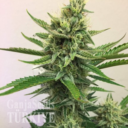 Auto Orange feminised Ganja Seeds