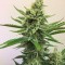 Auto Orange feminised Ganja Seeds Orijinal ambalajda kenevir tohumları