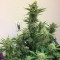 Auto Orange feminised Ganja Seeds Güçlü kenevir tohumları