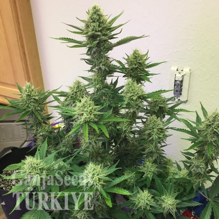 Auto Orange feminised Ganja Seeds