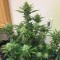 Auto Orange feminised Ganja Seeds Acemiler için kenevir tohumları