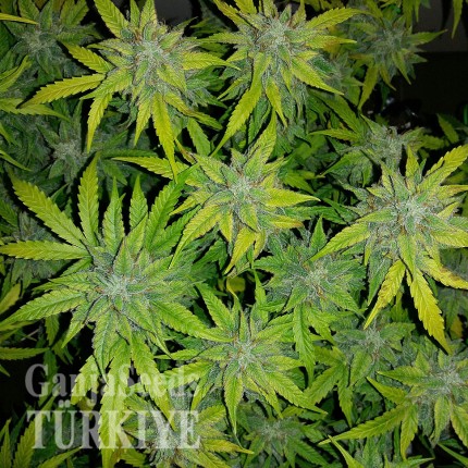 Auto Orange feminised Ganja Seeds