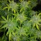 Auto Orange feminised Ganja Seeds Tıbbi kenevir tohumları