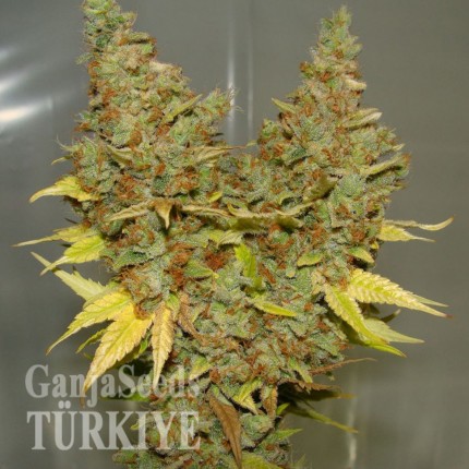 Auto Orange feminised Ganja Seeds