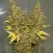 Auto Orange feminised Ganja Seeds Tıbbi sınıf kenevir çeşidi tohumları