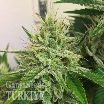 Auto Orange feminised Ganja Seeds