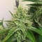 Auto Orange feminised Ganja Seeds Elit kenevir çeşidi tohumları