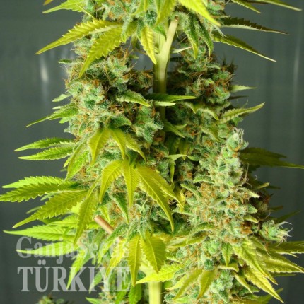 Auto Orange feminised Ganja Seeds