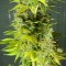 Auto Orange feminised Ganja Seeds Kenevir tohumları internet mağazası