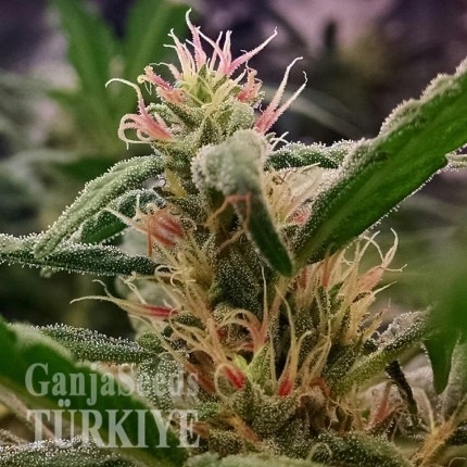 Auto Orange feminised Ganja Seeds