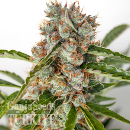 Auto Orange feminised Ganja Seeds