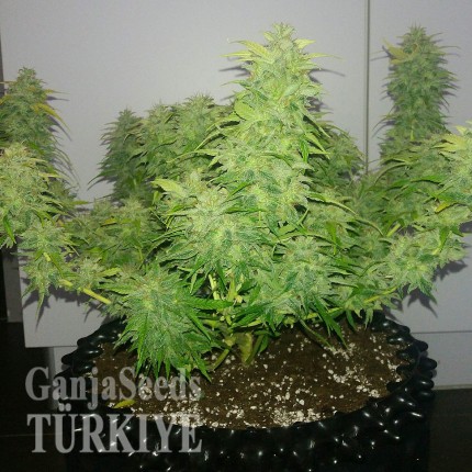 Auto Orange feminised Ganja Seeds