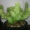 Ankara’da  Auto Orange feminised Ganja Seeds kenevir tohumu