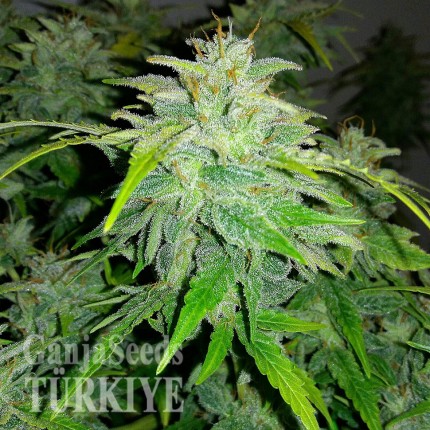 Auto Orange feminised Ganja Seeds