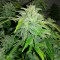 İzmir’de  Auto Orange feminised Ganja Seeds kenevir tohumu