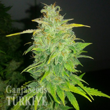 Auto Orange feminised Ganja Seeds