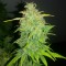 Antalya’da  Auto Orange feminised Ganja Seeds kenevir tohumu