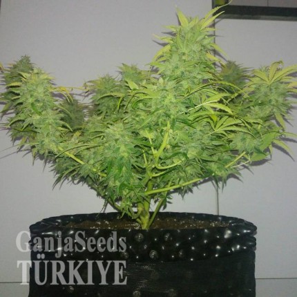 Auto Orange feminised Ganja Seeds