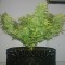 Fethiye’de  Auto Orange feminised Ganja Seeds kenevir tohumu