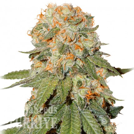 Auto Orange feminised Ganja Seeds