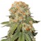 Bursa’da  Auto Orange feminised Ganja Seeds kenevir tohumu