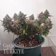 Auto Caramella feminised Ganja Seeds