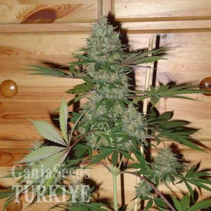 Auto Caramella feminised Ganja Seeds