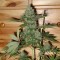 Auto Caramella feminised Ganja Seeds Kenevir tohumları